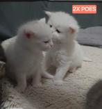 X Maincoon Briths Kittens, Meerdere dieren, Met stamboom