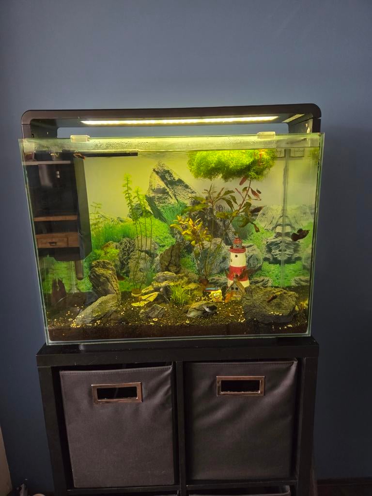 SuperFish home 80 aquarium, Dieren en Toebehoren, Vissen | Aquaria en Toebehoren, Ophalen, Gevuld zoetwateraquarium