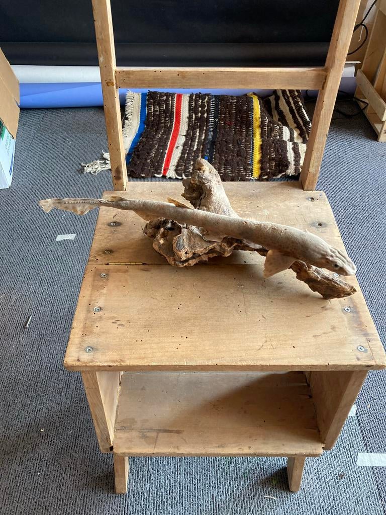 Opgezette haai 48 cm taxidermie, Ophalen of Verzenden, Gebruikt, Wild dier, Opgezet dier