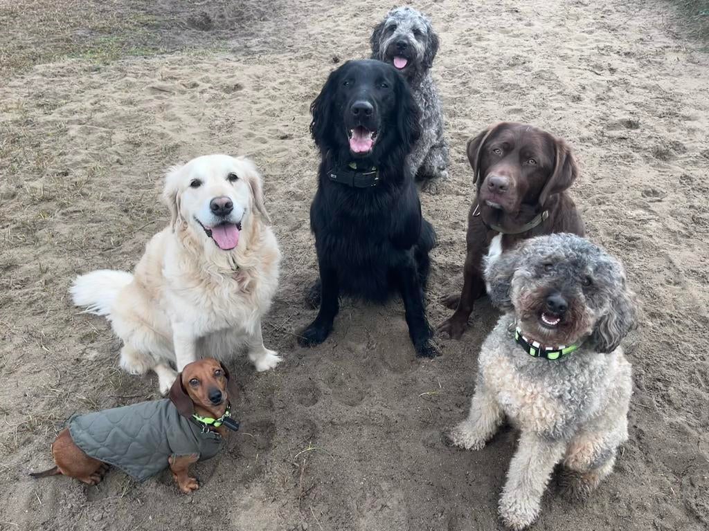 Hondenuitlaatservice, Uitlaatservice