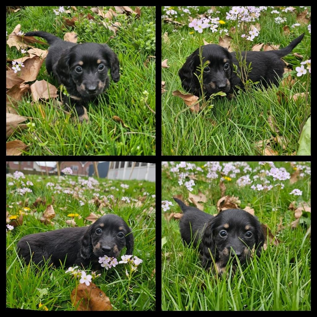 Black&tan langharige dwerg teckel pup, Parvo, Reu, 8 tot 15 weken, Dwerg