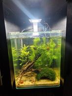 Te koop nano bakje dennerle 20 liter, Dieren en Toebehoren, Vissen | Aquaria en Toebehoren, Ophalen, Inclusief vissen, Dennerle