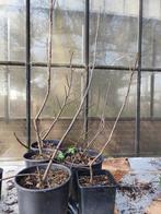 Vijgen boompjes, Tuin en Terras, Planten | Fruitbomen, Ophalen, Minder dan 100 cm, Overige soorten, Zomer