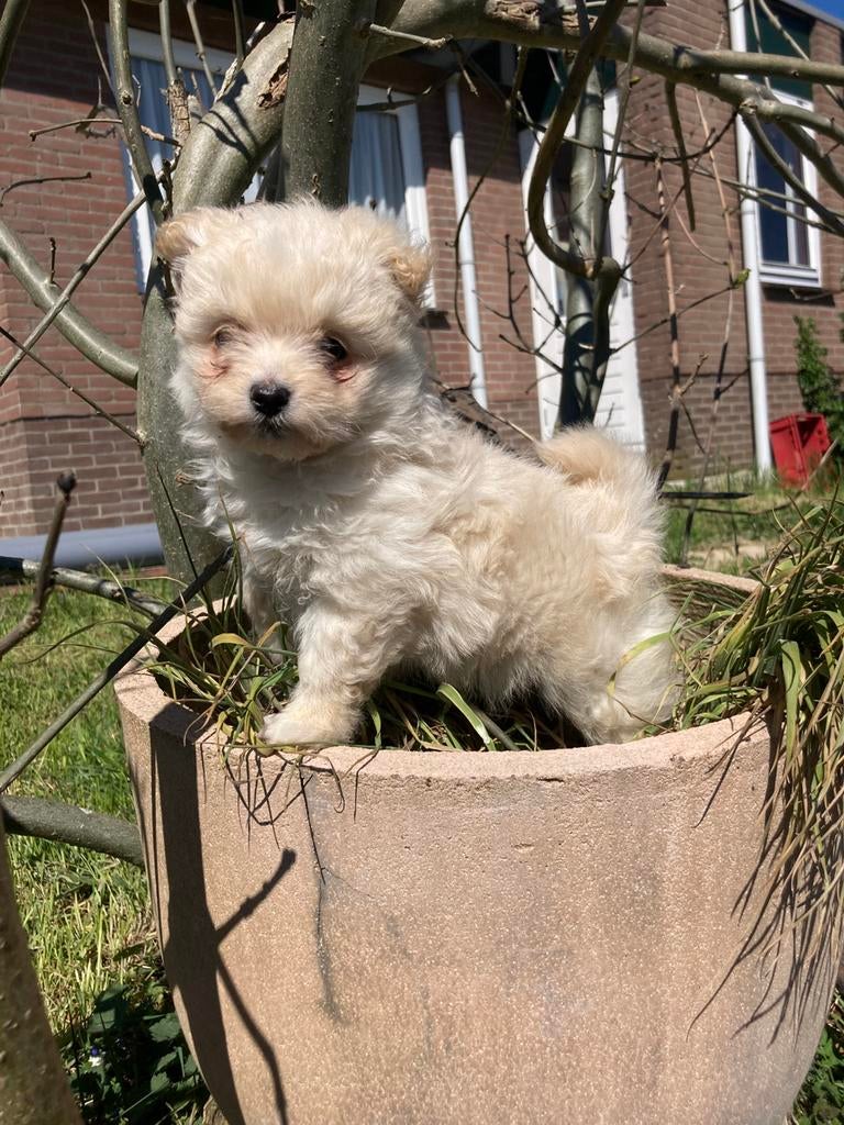 Pomapoo pup, Poedel, Parvo, 8 tot 15 weken, Teef