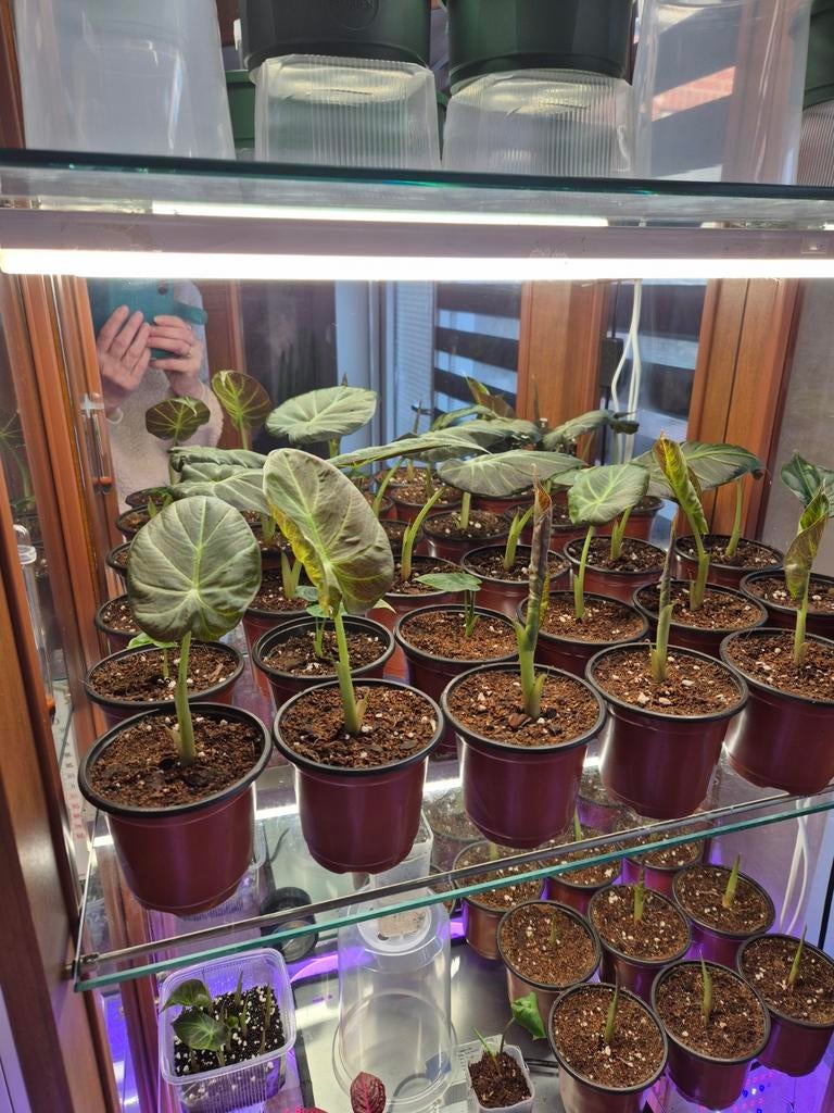 Olifantsoor stekjes, Ophalen of Verzenden, Halfschaduw, Minder dan 100 cm