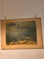 Vintage schoolplaat Zoetwatervissen, Antiek en Kunst, Antiek | Schoolplaten, Ophalen, Natuur en Biologie