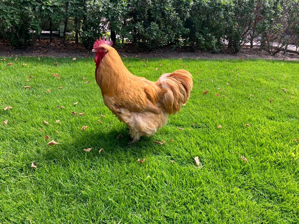 Orpington buff haan (groot), Dieren en Toebehoren, Pluimvee, Mannelijk, Kip