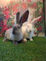 Speels koppel Vlaamse reus konijnen, Dieren en Toebehoren, Konijnen, Meerdere dieren, Groot, 0 tot 2 jaar