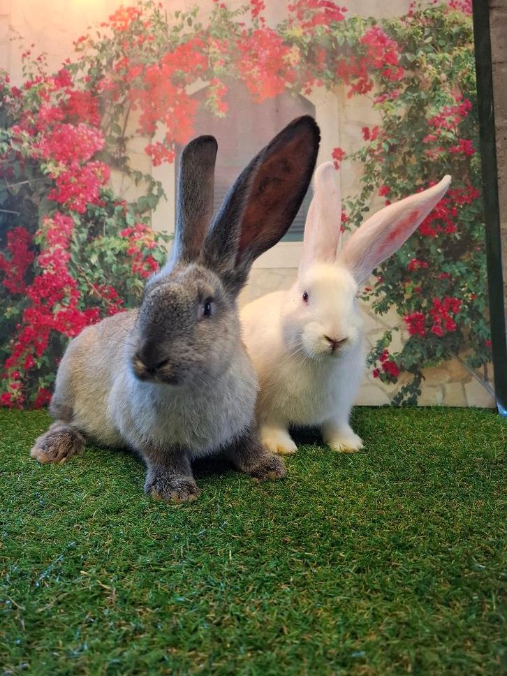 Speels koppel Vlaamse reus konijnen, Dieren en Toebehoren, Konijnen, Groot, Meerdere dieren, 0 tot 2 jaar