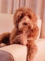 Australische labradoodle ( medium teefje), 6 jaar of ouder, Overige rassen, Teef, Parvo