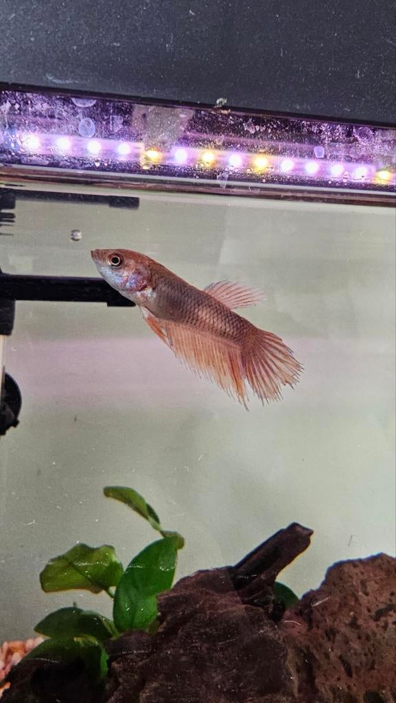 Betta vis vrouw, Dieren en Toebehoren, Vissen | Aquariumvissen, Vis