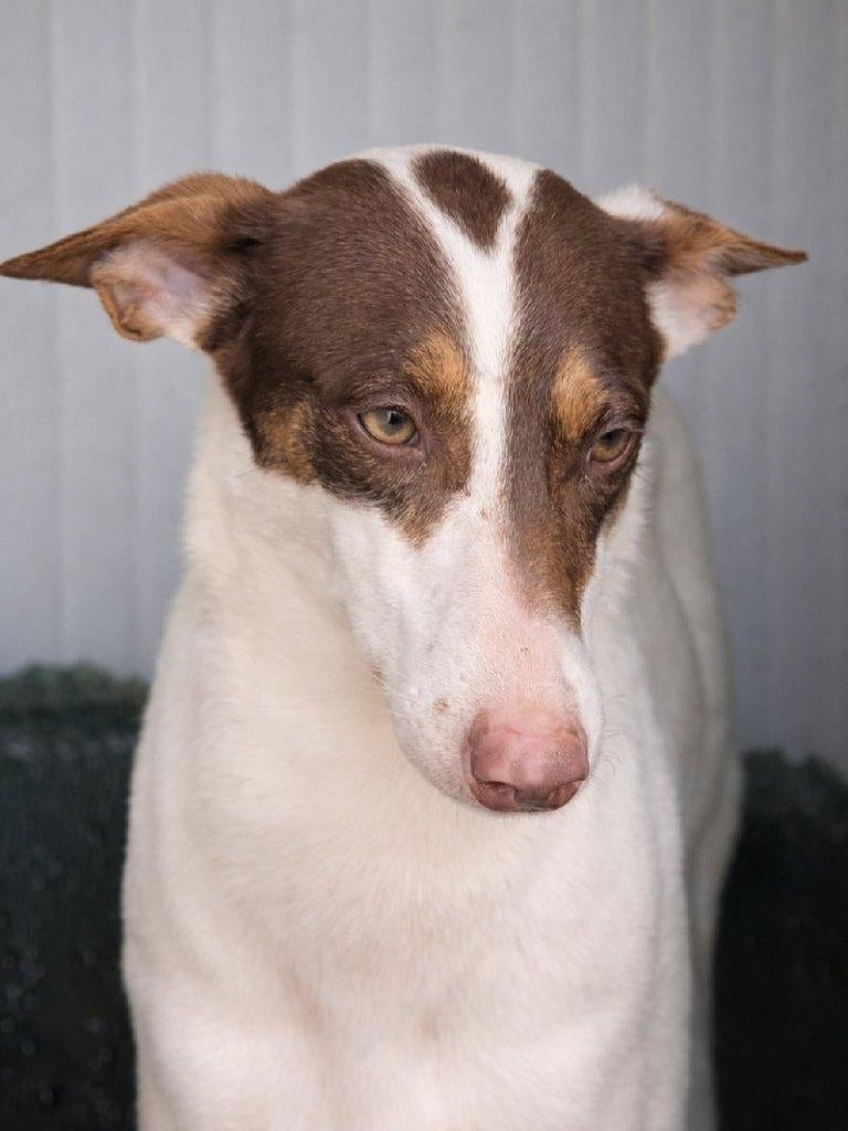 ACE: Lucille, een kameraadje maakt haar zo gelukkig, opv BE, Dieren en Toebehoren, Honden | Windhonden, Particulier, Overige rassen