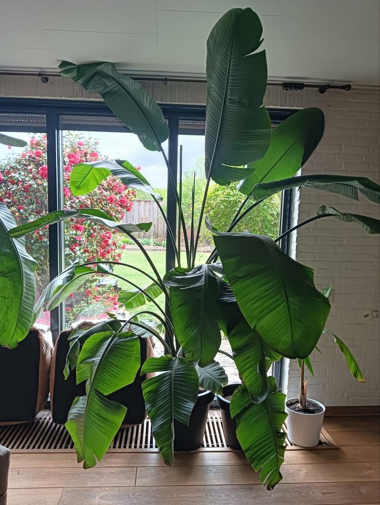 Strelitzia Nicolai, 2,60 meter hoog, met nieuwe bladeren, Tuin en Terras, Ophalen, Overige soorten, Volle zon