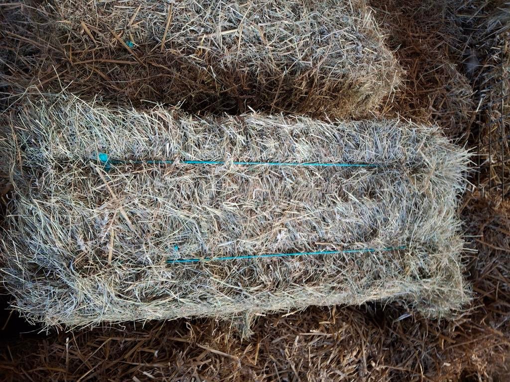 Hooibaaltjes 2025, Ophalen of Verzenden, Vee