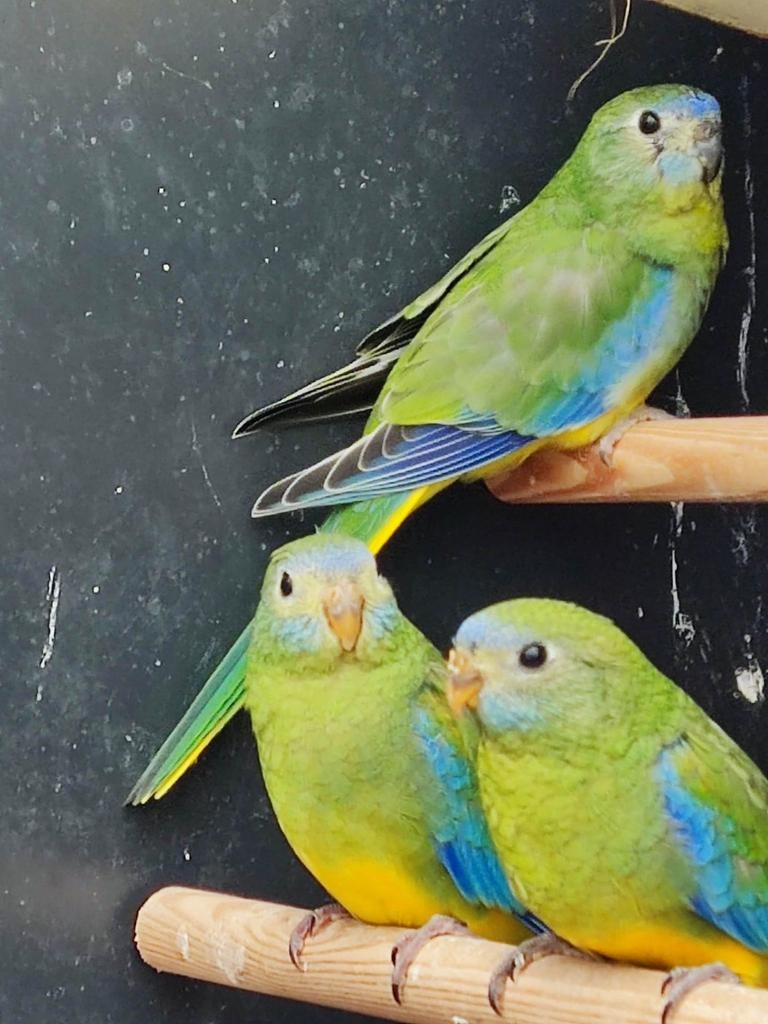 Turquoisine Parkieten, Dieren en Toebehoren, Vogels | Parkieten en Papegaaien, Meerdere dieren, Parkiet