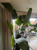Strelitzia Nicolai KingSize kamerplant 270x120x55, Ophalen, 200 cm of meer, Overige soorten, Halfschaduw