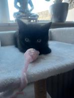 Britse korthaar kitten vrouwtje