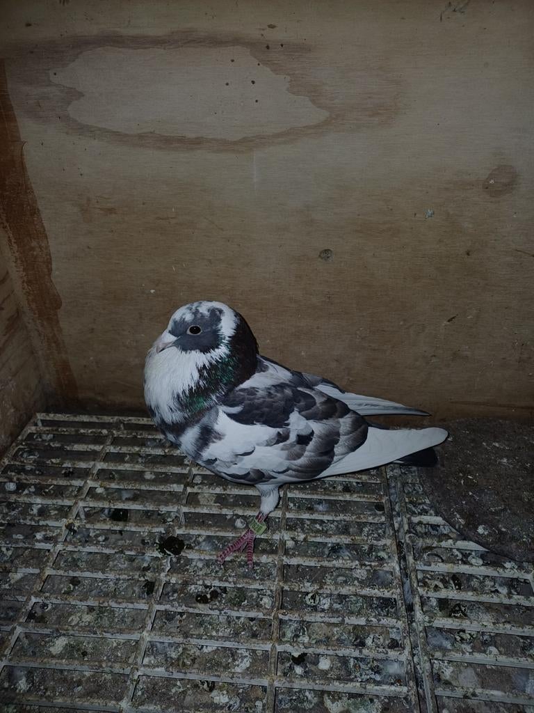 2 duivinnen kruizing morocelo, Dieren en Toebehoren, Meerdere dieren, Postduif