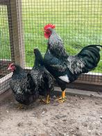 Barnevelder kriel zilver broedeieren, Dieren en Toebehoren, Pluimvee, Geslacht onbekend, Kip