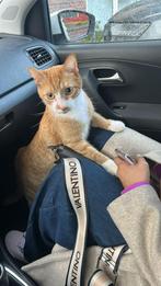 Rode kater, Dieren en Toebehoren, Meerdere dieren