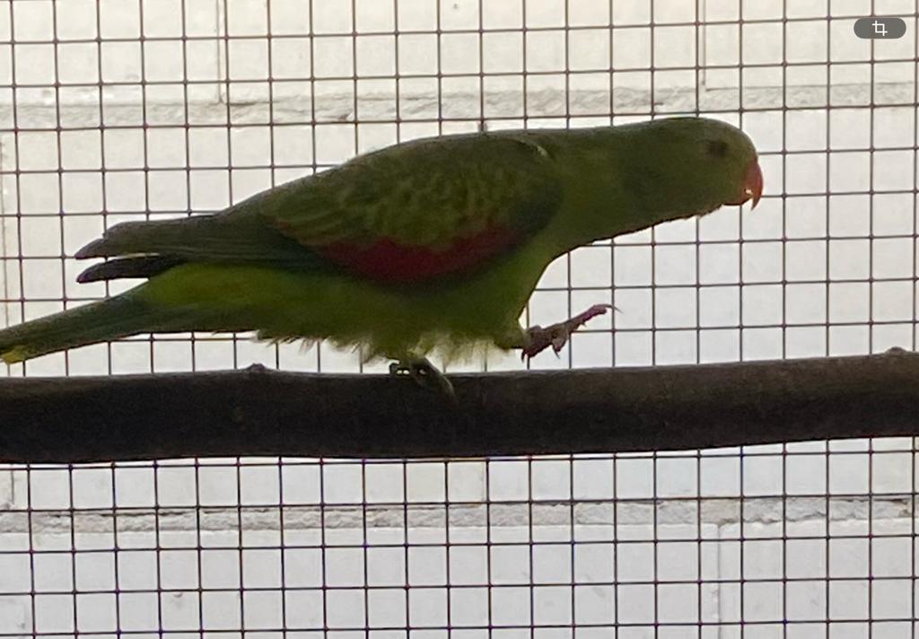 Te koop roodvleugelparkiet pop, Vrouwelijk, Parkiet, Geringd