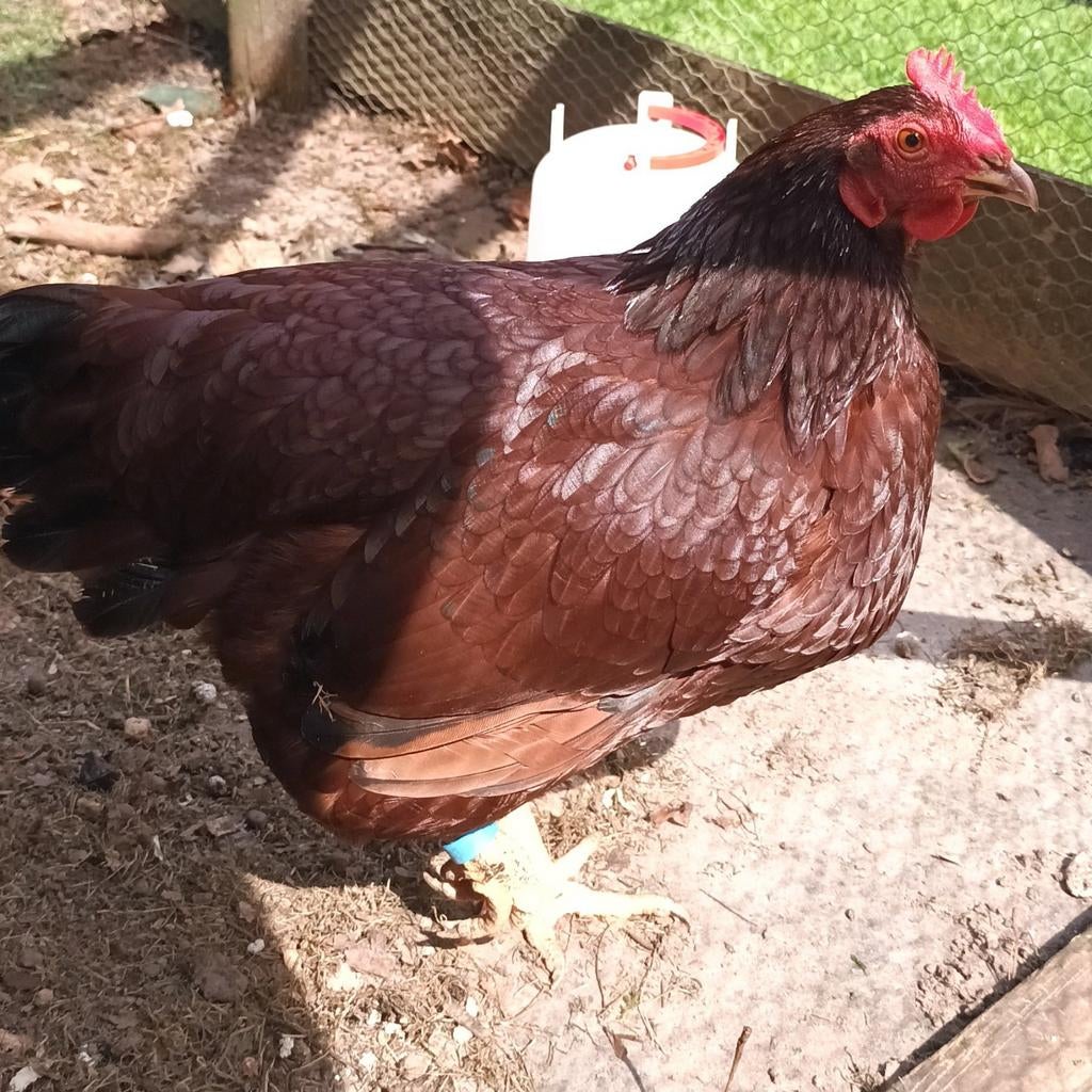 Barneveldse kriel, Dieren en Toebehoren, Vrouwelijk, Kip