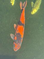 Koikarpers 20-85 cm, Karper of Koi