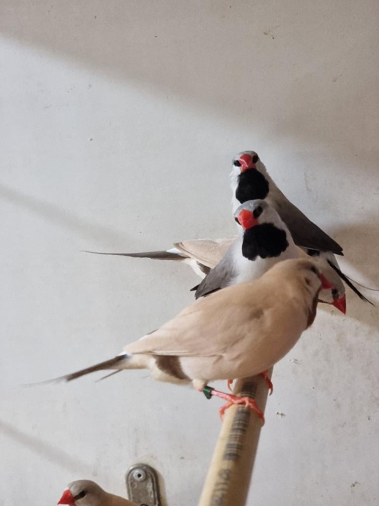 Spitsstaartamadine | Mooie vogels | Passend advies, Dieren en Toebehoren, Vogels | Overige Vogels, Meerdere dieren, Tropenvogel