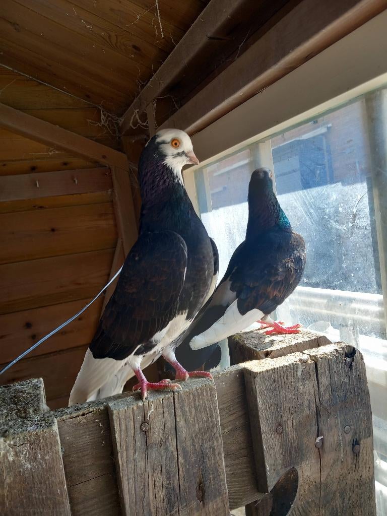 Sierduiven en postduiven, Dieren en Toebehoren, Vogels | Duiven, Meerdere dieren, Postduif