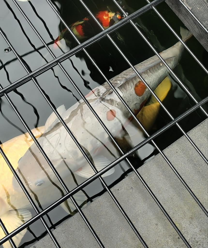 Doitsu ochiba koi, Karper of Koi