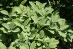 20 grijsbladige Salvia Berggarten kruidenplanten €50, Volle zon, Vaste plant, Ophalen of Verzenden, Kruiden