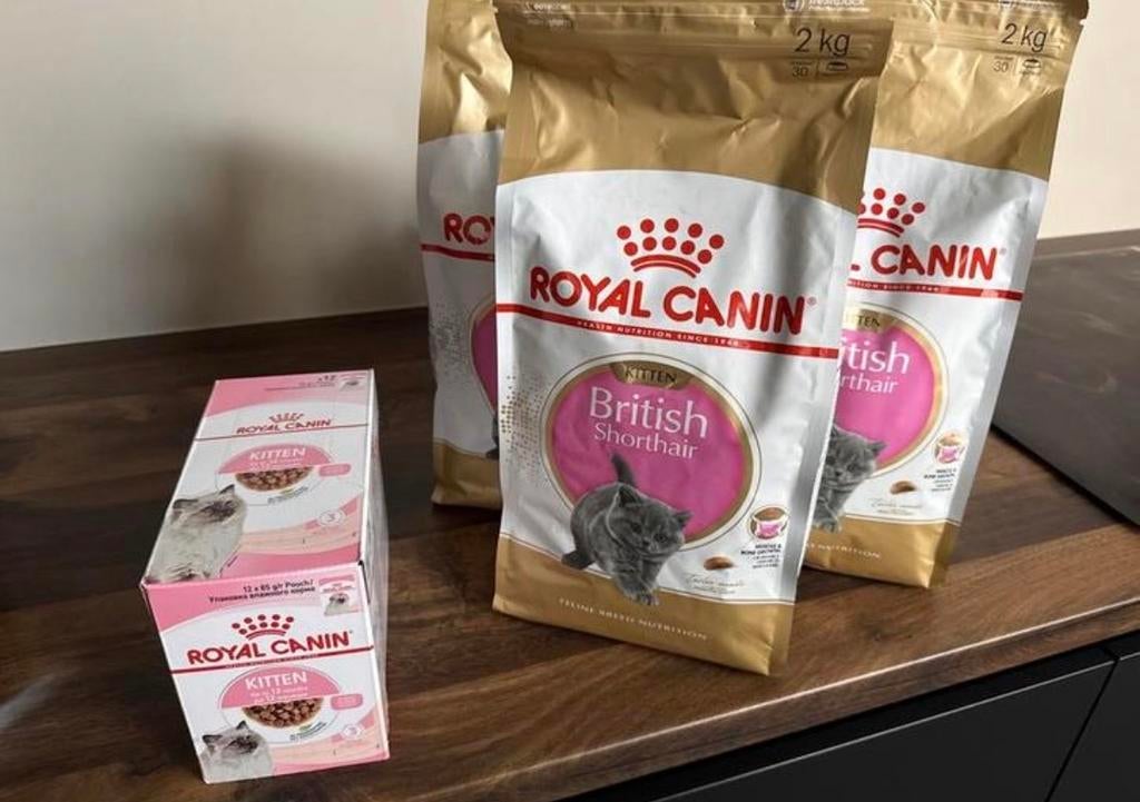 Britse korthaar voer, Ophalen, Kat