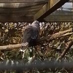 Kuifduif doffer, Dieren en Toebehoren, Vogels | Overige Vogels, Mannelijk