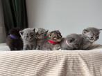 Britse korthaar kittens geboren 22-02-2026 Raszuiver, Meerdere dieren, Ontwormd