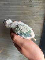 Pyrrhura, Dieren en Toebehoren, Vogels | Parkieten en Papegaaien, Parkiet, Tam