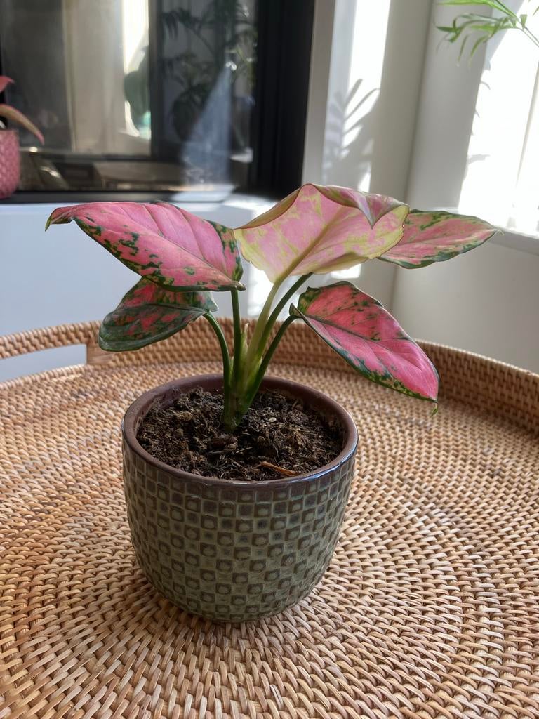 Aglaonema Red Zircon - Roze Kamerplant in Pot, Ophalen, Overige soorten, Halfschaduw, In pot
