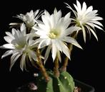 cactus - Echinopsis subdenudata, Verzenden, Cactus, Volle zon, Minder dan 100 cm