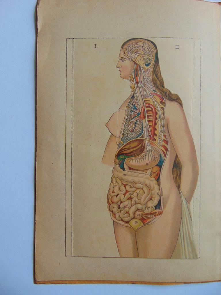 ca 1910 fraaie anatomie uitklap Het Vrouwelijk Lichaam, Ophalen of Verzenden