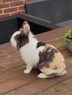 2 lieve dwergkonijn voedsters, Dieren en Toebehoren, Konijnen, Vrouwelijk, Dwerg, 0 tot 2 jaar