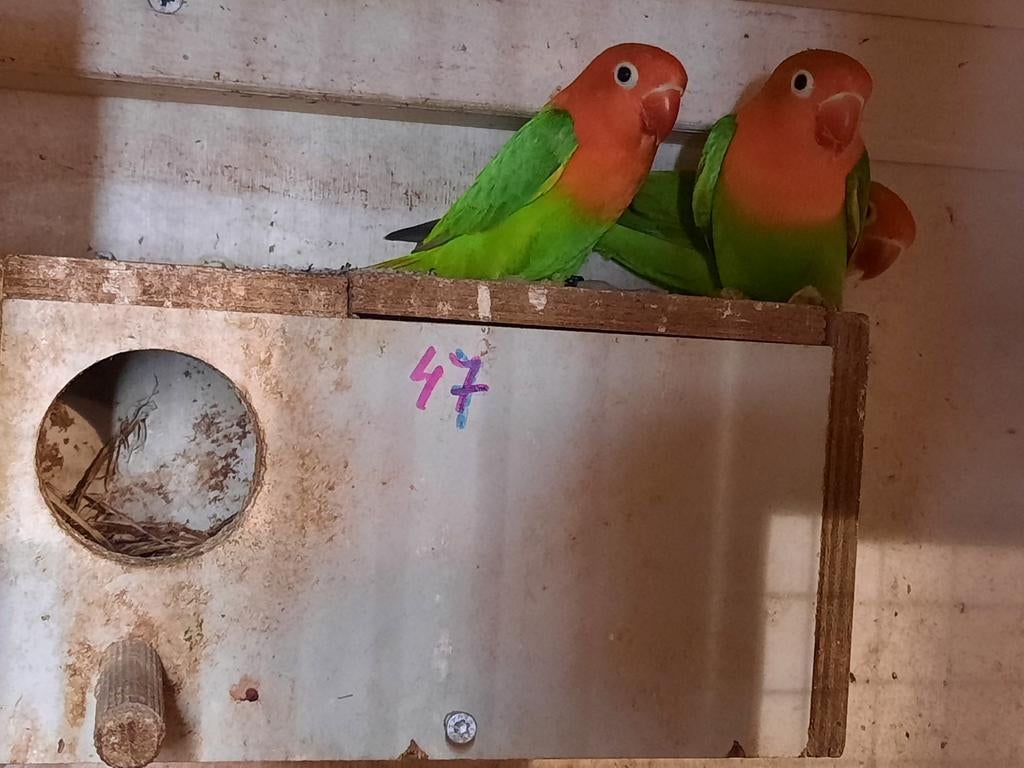 Opaline Fischeri 2 stuks net zelfstandig ., Meerdere dieren, Dwergpapegaai of Agapornis, Geringd