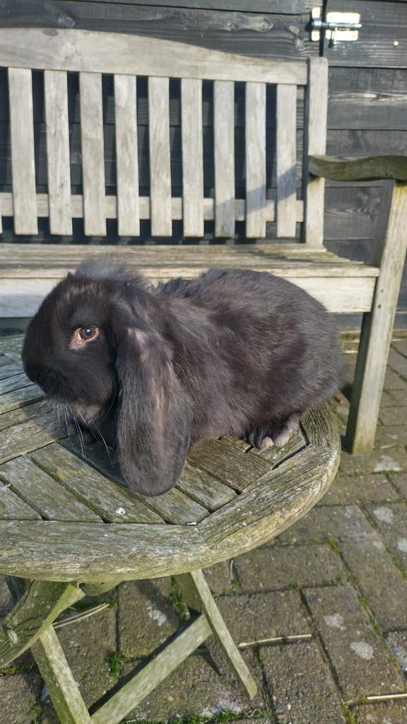 Jonge Franse Hangoor Ram, Dieren en Toebehoren, Konijnen, Mannelijk, Groot, Hangoor