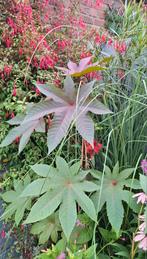 Wonderboom zaden, Ricinus communis, Verzenden, Volle zon