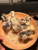 Wyandotte kriel kuikens (colombia), Dieren en Toebehoren, Geslacht onbekend, Kip