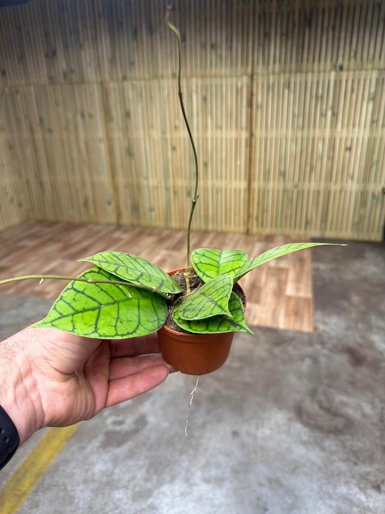 Hoya callistophylla Kal16 - Zeldzame wasbloem in 9 cm pot, Huis en Inrichting, Kamerplanten, Ophalen of Verzenden