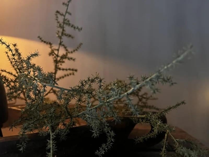 Asparagus tak kunst kunsttak groene stoer sober landelijk