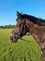 Lieve mooie E pony te koop, Ruin, L, E pony (1.48m - 1.57m), 7 tot 10 jaar