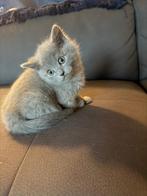 Ras zuivere Britse kort haar kittens, Poes