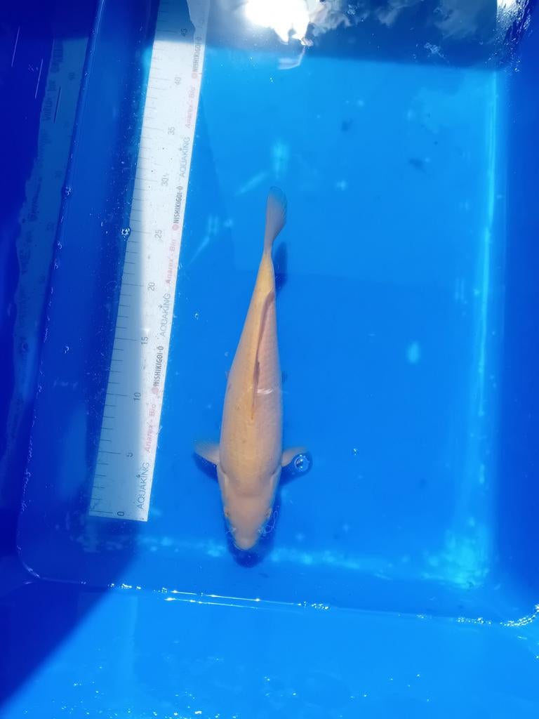 Chagoi, Dieren en Toebehoren, Vissen | Vijvervissen, Karper of Koi