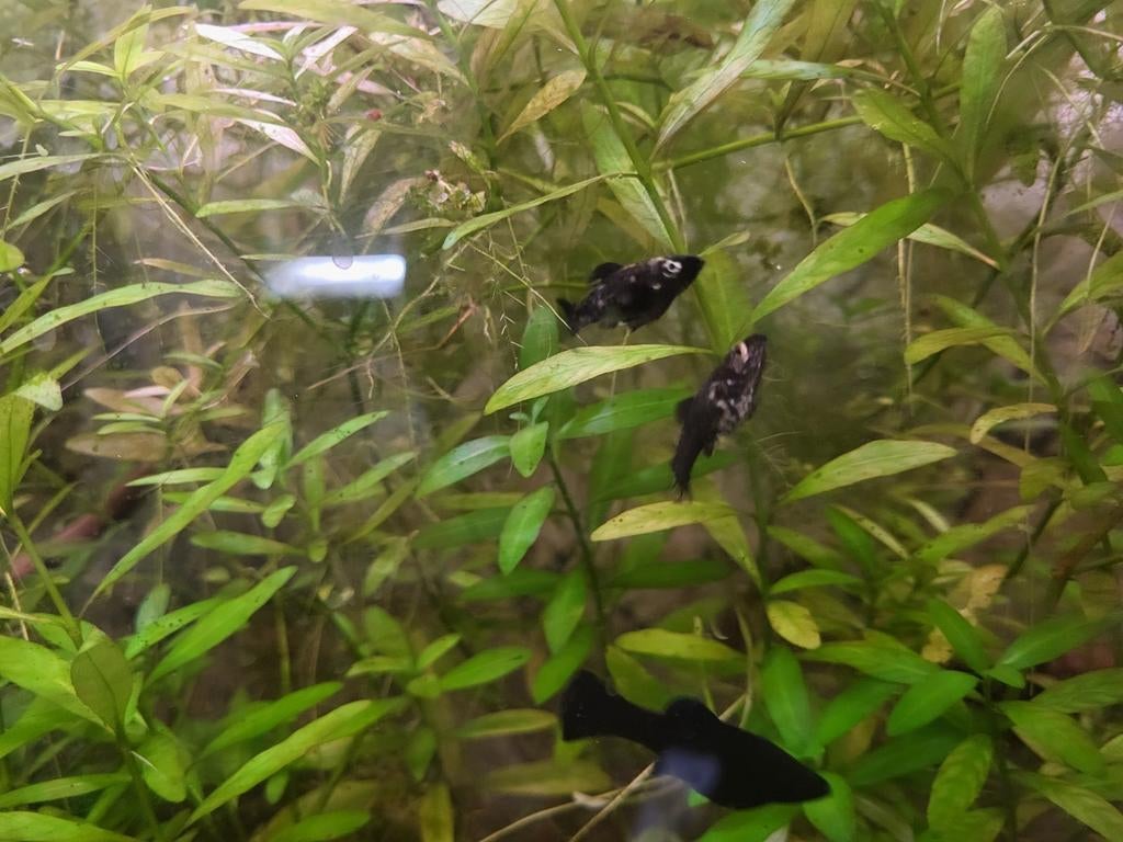 Black moly vissen, Vis