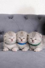 Nog drie Britse korthaar kater, Dieren en Toebehoren, Katten en Kittens | Raskatten | Korthaar, Meerdere dieren, Ontwormd, 0 tot 2 jaar
